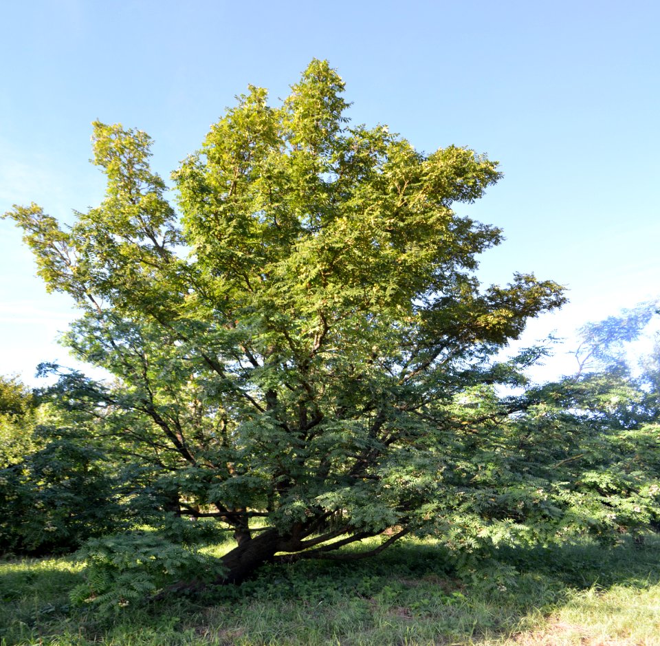 Dortelweil, Speierling auf einer Obstwiese, westlicher Baum