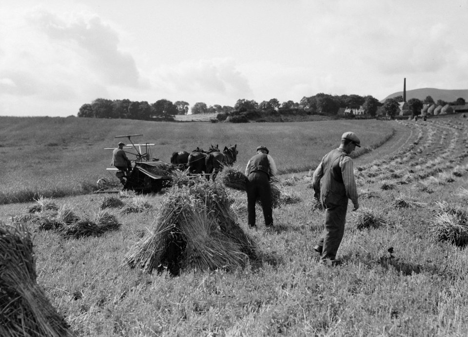 Drie paarden trekken een maaimachine die tevens schoven bindt (zelfbinder). De s, Bestanddeelnr 190-1101