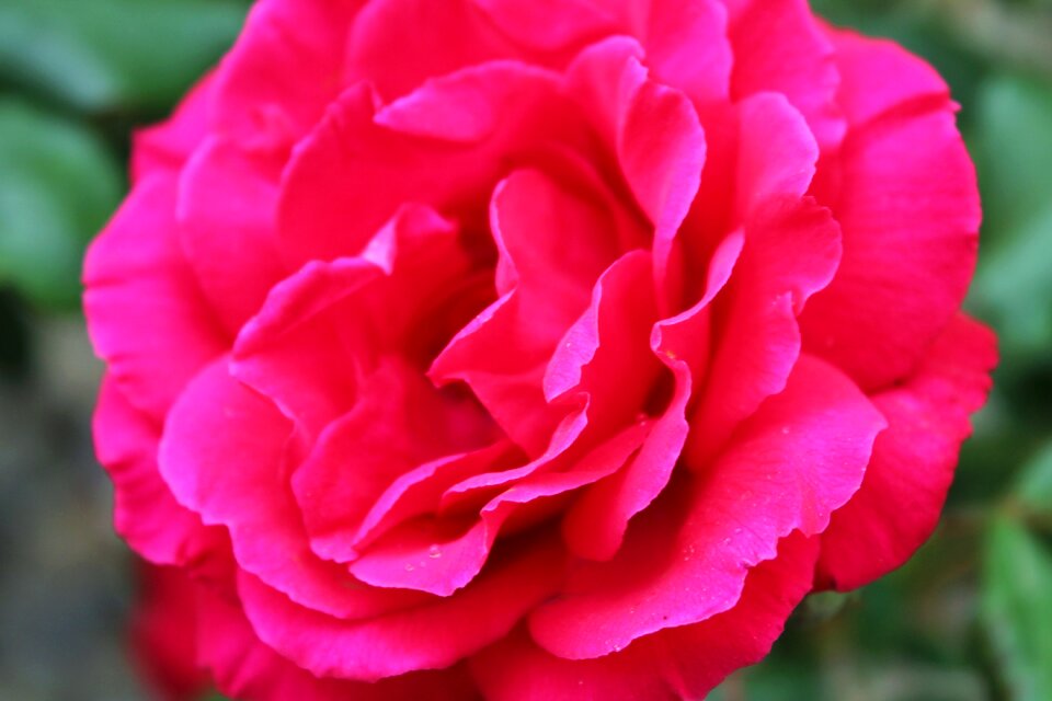 Elegant floral love