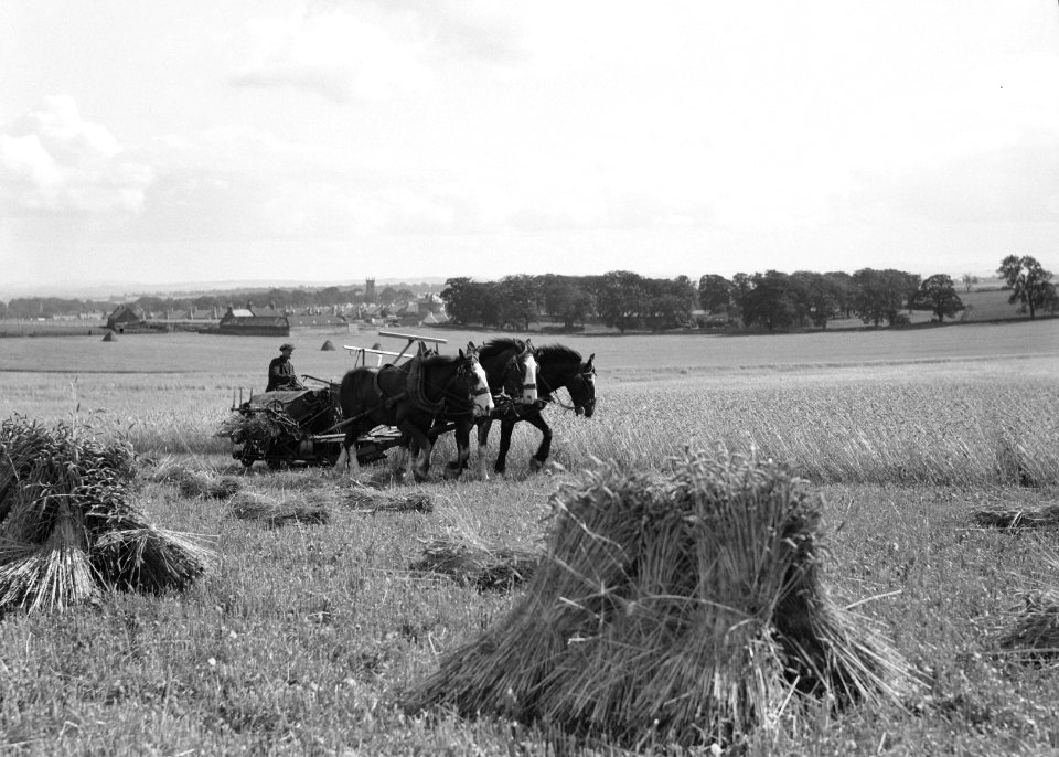 Drie paarden trekken een maaimachine die tevens schoven bindt (zelfbinder), Bestanddeelnr 190-1100