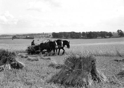 Drie paarden trekken een maaimachine die tevens schoven bindt (zelfbinder), Bestanddeelnr 190-1100