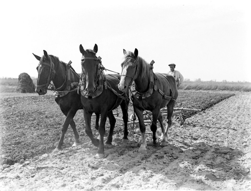 Drie paarden voor een ploeg in de Purmer, Bestanddeelnr 189-0666