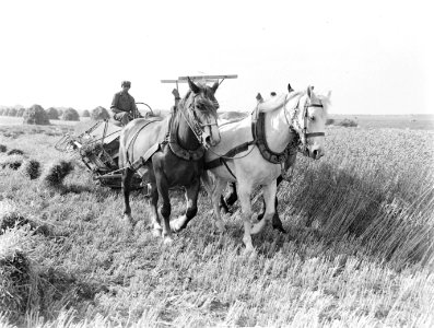 Drie paarden voor een maaimachine voor graan in de Purmer die het graan tevens t, Bestanddeelnr 189-0669