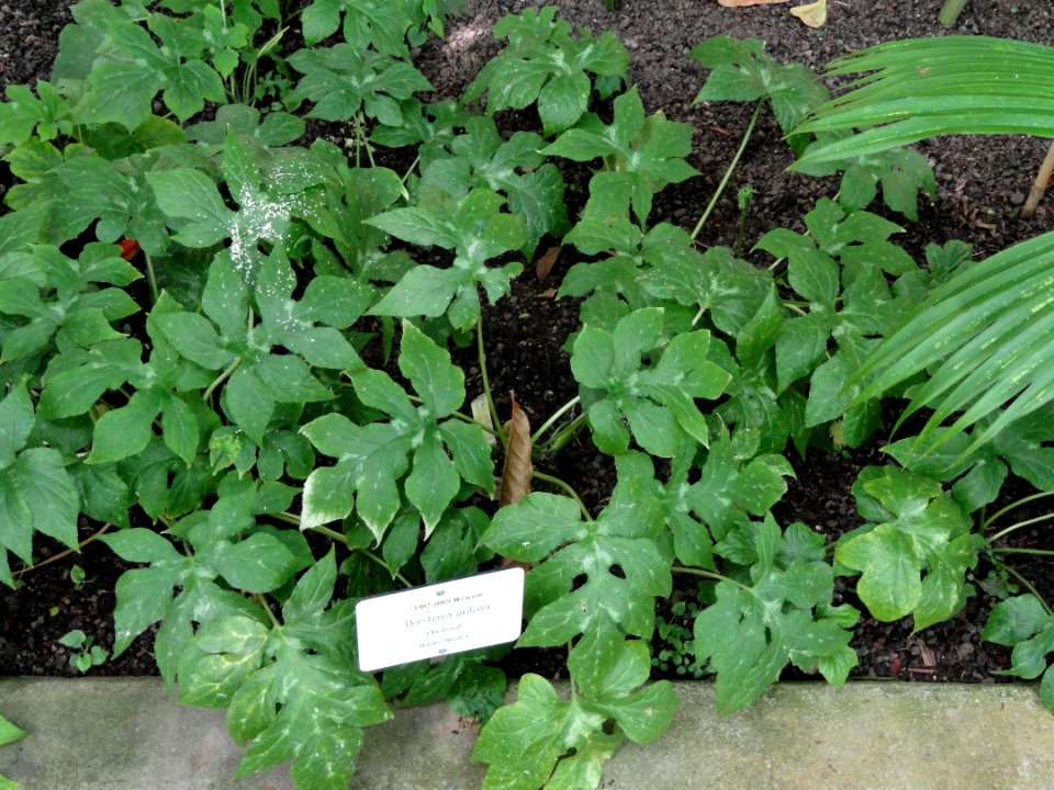Dorstenia arifolia - Botanical Garden in Kaisaniemi, Helsinki - DSC03623