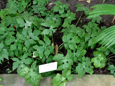 Dorstenia arifolia - Botanical Garden in Kaisaniemi, Helsinki - DSC03623