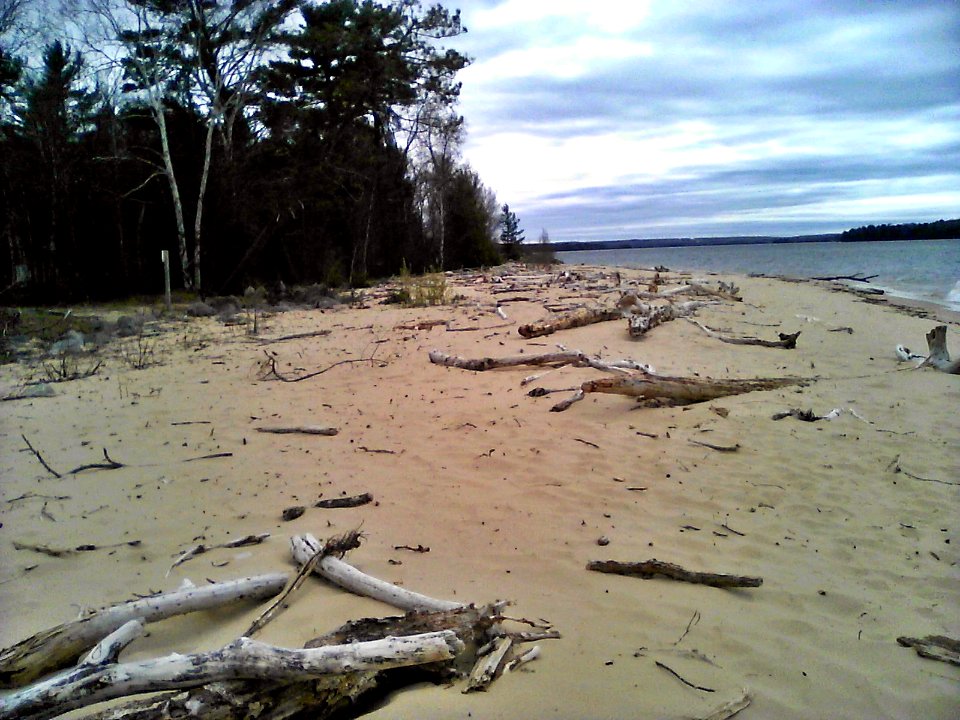 Driftwood shore