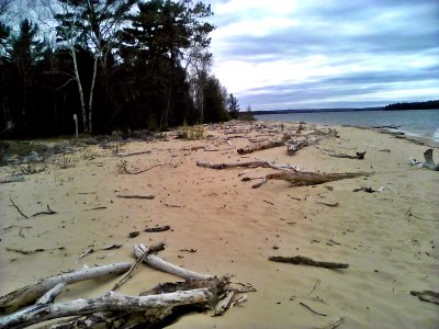 Driftwood shore photo