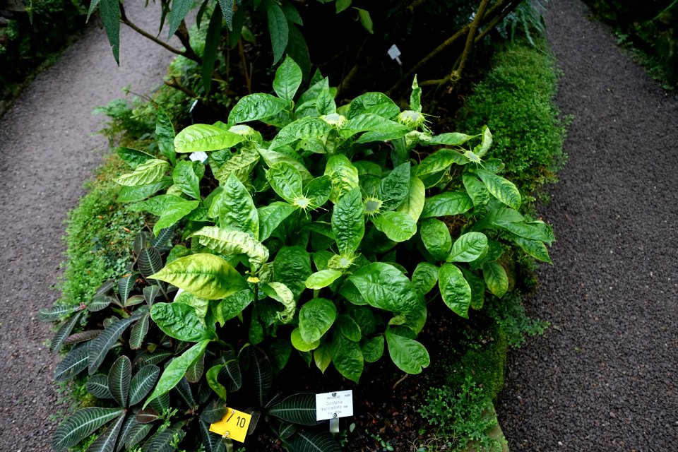 Dorstenia barteri var. multiradiata (Dorstenia multiradiata) - Botanischer Garten - Heidelberg, Germany - DSC00975