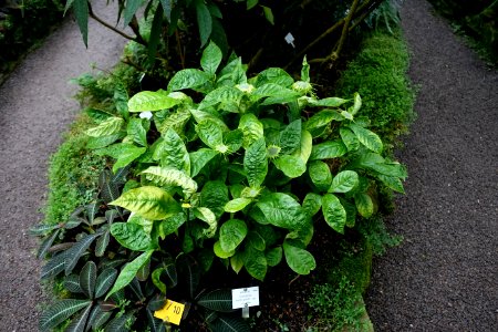 Dorstenia barteri var. multiradiata (Dorstenia multiradiata) - Botanischer Garten - Heidelberg, Germany - DSC00975