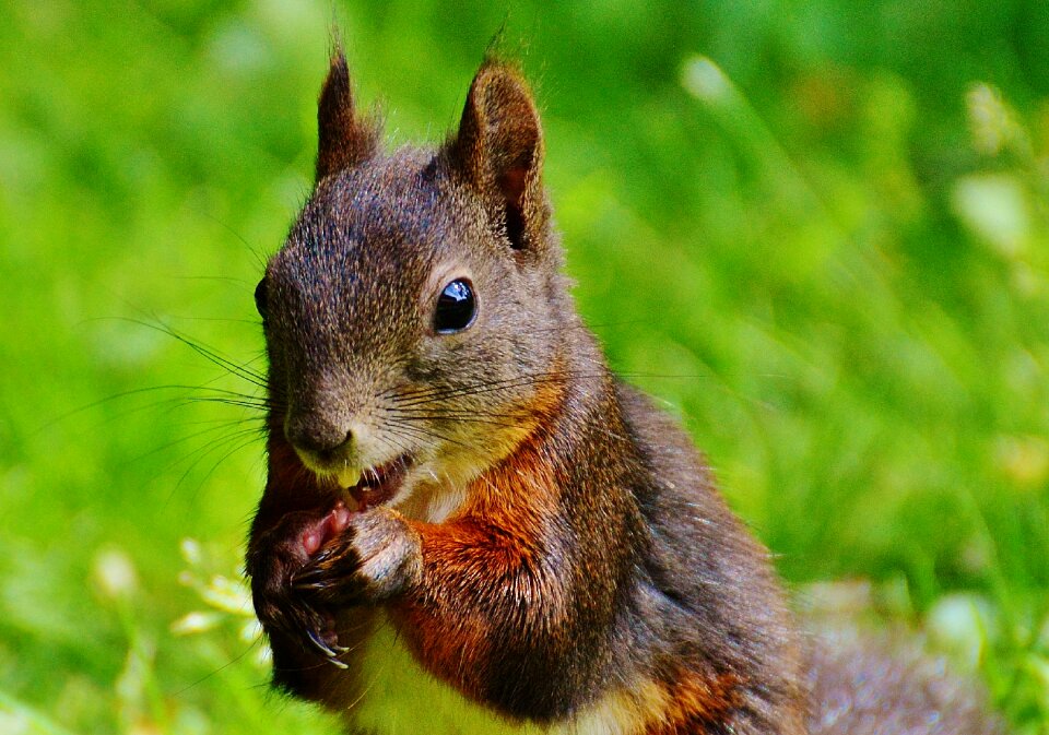 Nature rodent garden