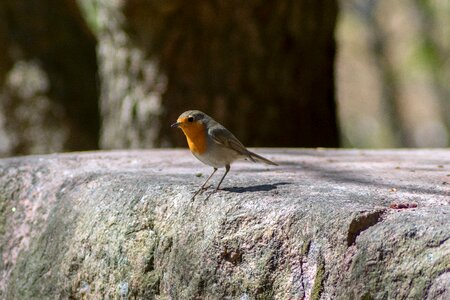 Robin nature nature photo