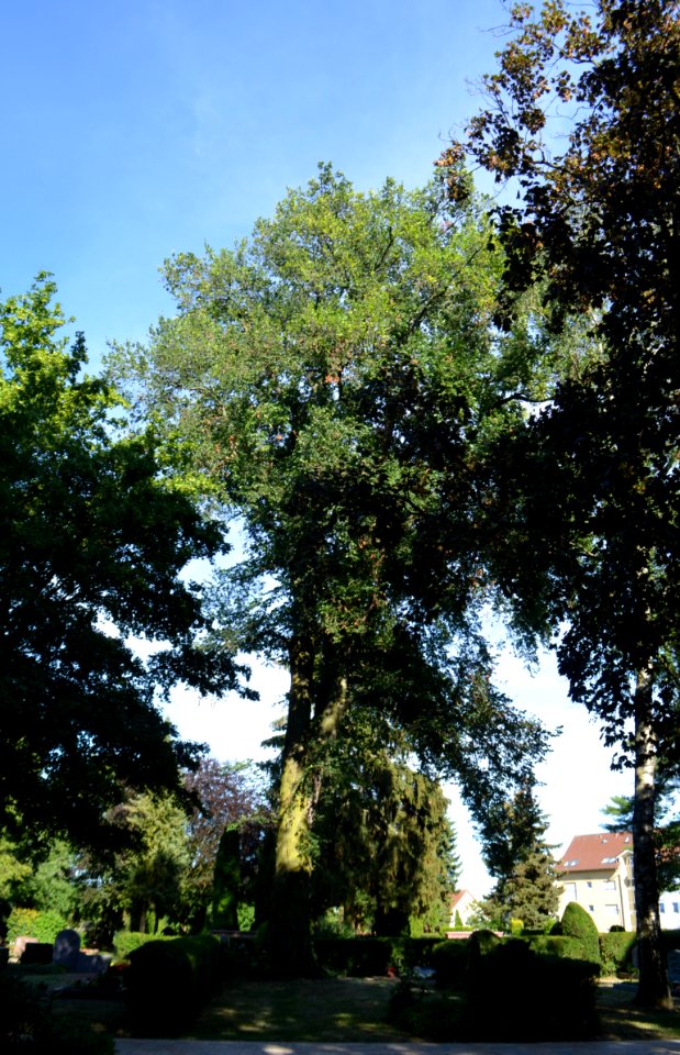 Dortelweil, Flatterulme auf dem Friedhof