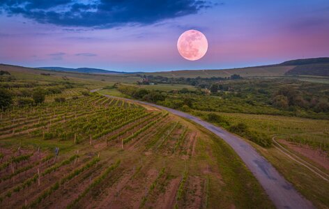 Grapes month sunset