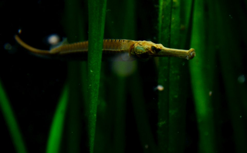 Doryichthys boaja Köln Zoo 31122014 2