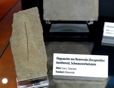 Dorygnathus banthensis - Naturhistorisches Museum, Braunschweig, Germany - DSC05103