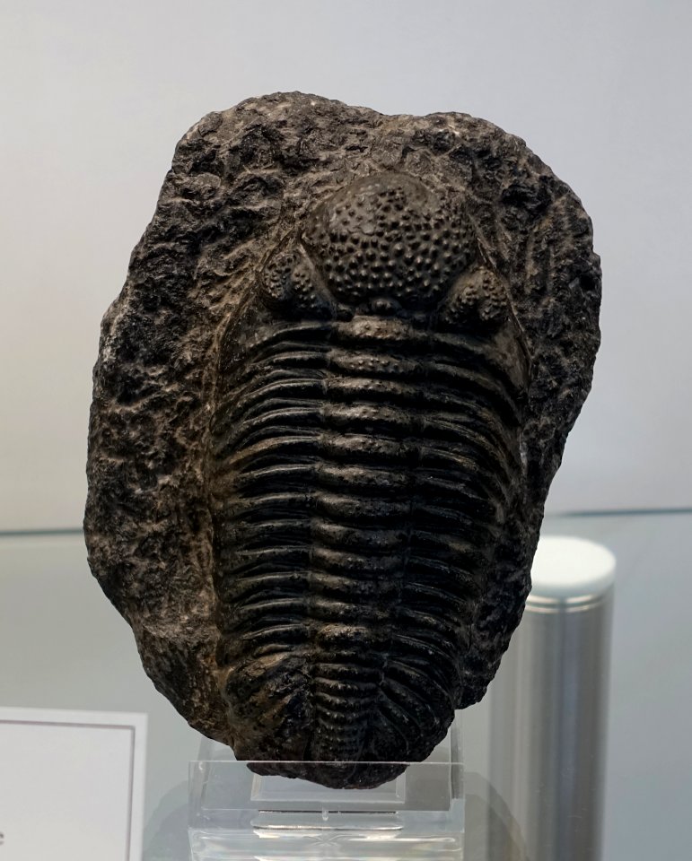 Drotops megalomanicus - Naturhistorisches Museum Nürnberg - Nuremberg, Germany - DSC04183