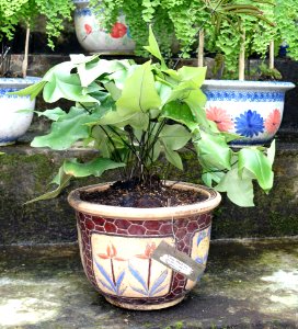 Doryopteris ludens - Saigon Zoo and Botanical Gardens - Ho Chi Minh City, Vietnam - DSC01282