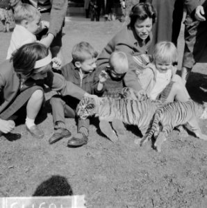 Drie tijgertjes in Artis voor het eerst buiten, de drie tijgertjes, Bestanddeelnr 916-9115