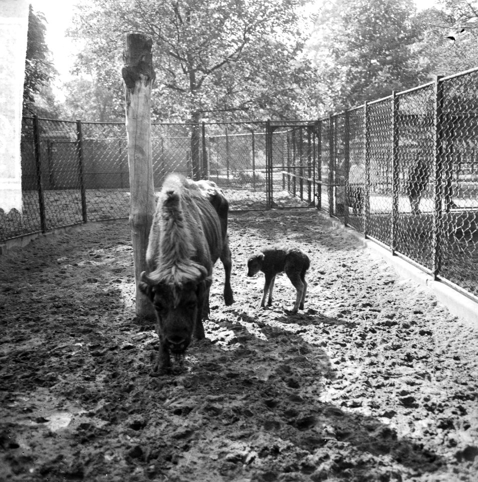 Drie tijgertjes in Artis voor het eerst buiten, Wisent moeder (19 jaar) haar neg, Bestanddeelnr 916-9114