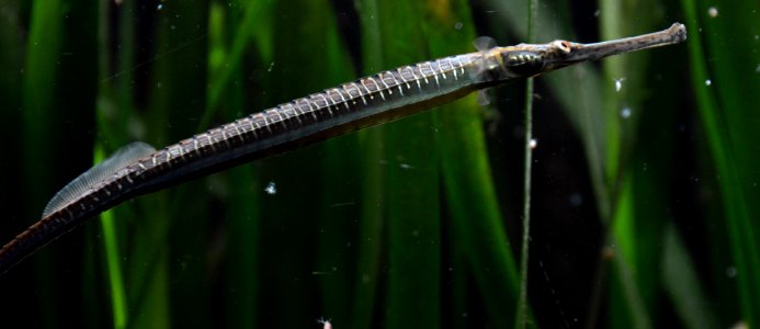 Doryichthys boaja Köln Zoo 31122014 3