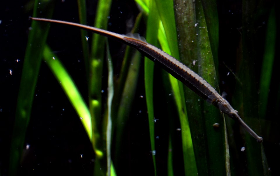 Doryichthys boaja Köln Zoo 31122014 1