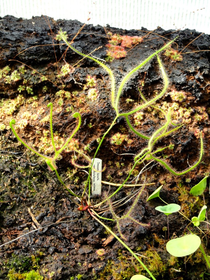 Drosera binata - Copenhagen Botanical Garden - DSC07977