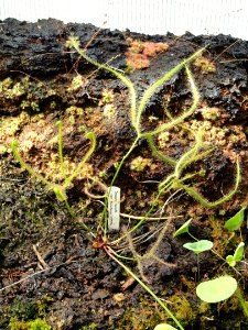 Drosera binata - Copenhagen Botanical Garden - DSC07977
