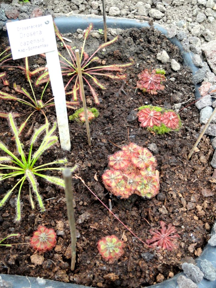 Drosera capensis - Botanischer Garten Freiburg - DSC06350