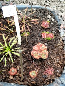 Drosera capensis - Botanischer Garten Freiburg - DSC06350