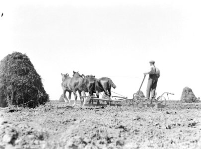 Drie paarden voor een ploeg in de Purmer, Bestanddeelnr 189-0665