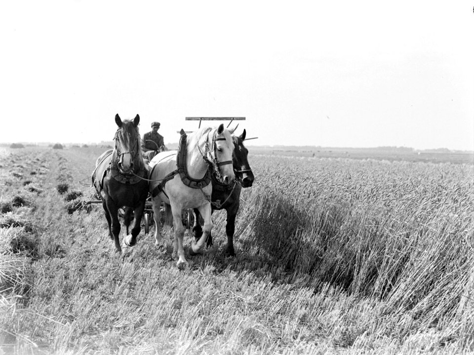 Drie paarden voor een maaimachine voor graan in de Purmer die het graan tevens t, Bestanddeelnr 189-0668