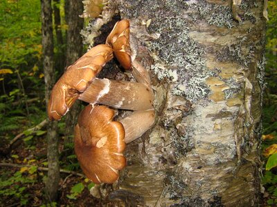 Mushrooms log forest