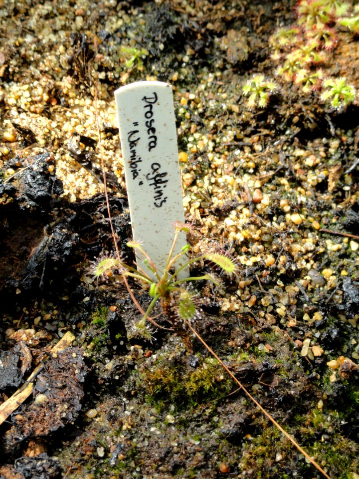 Drosera affinis - Copenhagen Botanical Garden - DSC07979