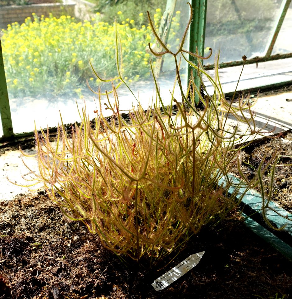 Drosera binata - Orto botanico - Rome, Italy - DSC09951
