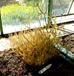 Drosera binata - Orto botanico - Rome, Italy - DSC09951
