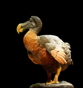 Dronte dodo Raphus cucullatus photo