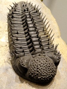 Drotops armatus, Middle Devonian, Bou DOb Formation, Jbel Issoumour & Jbel Mrakib, MaOder Region, Morocco - Houston Museum of Natural Science - DSC01634