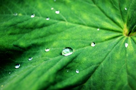 Drops on leaf