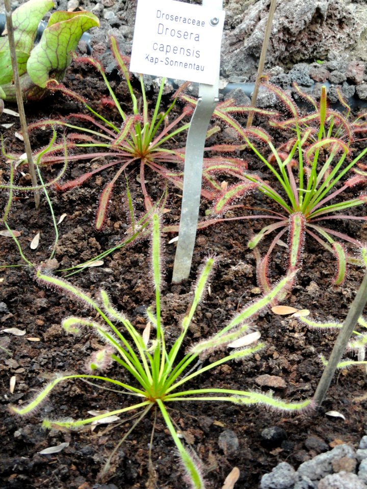 Drosera capensis - Botanischer Garten Freiburg - DSC06349