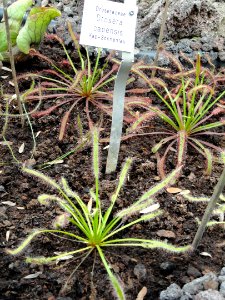 Drosera capensis - Botanischer Garten Freiburg - DSC06349