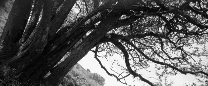 Black and white tree nature