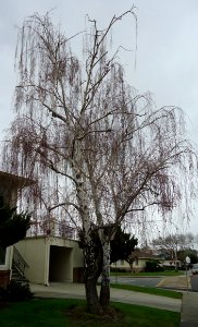 Droopy Tree in Santa Clara California photo