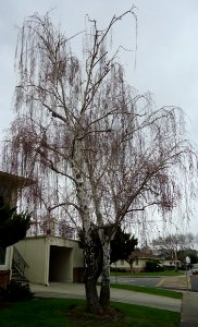 Droopy Tree in Santa Clara California