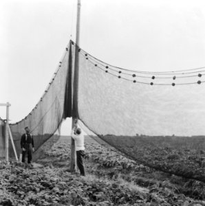 Drooglegging van de Wieringermeerpolder Vissers met visnetten, Bestanddeelnr 900-8329