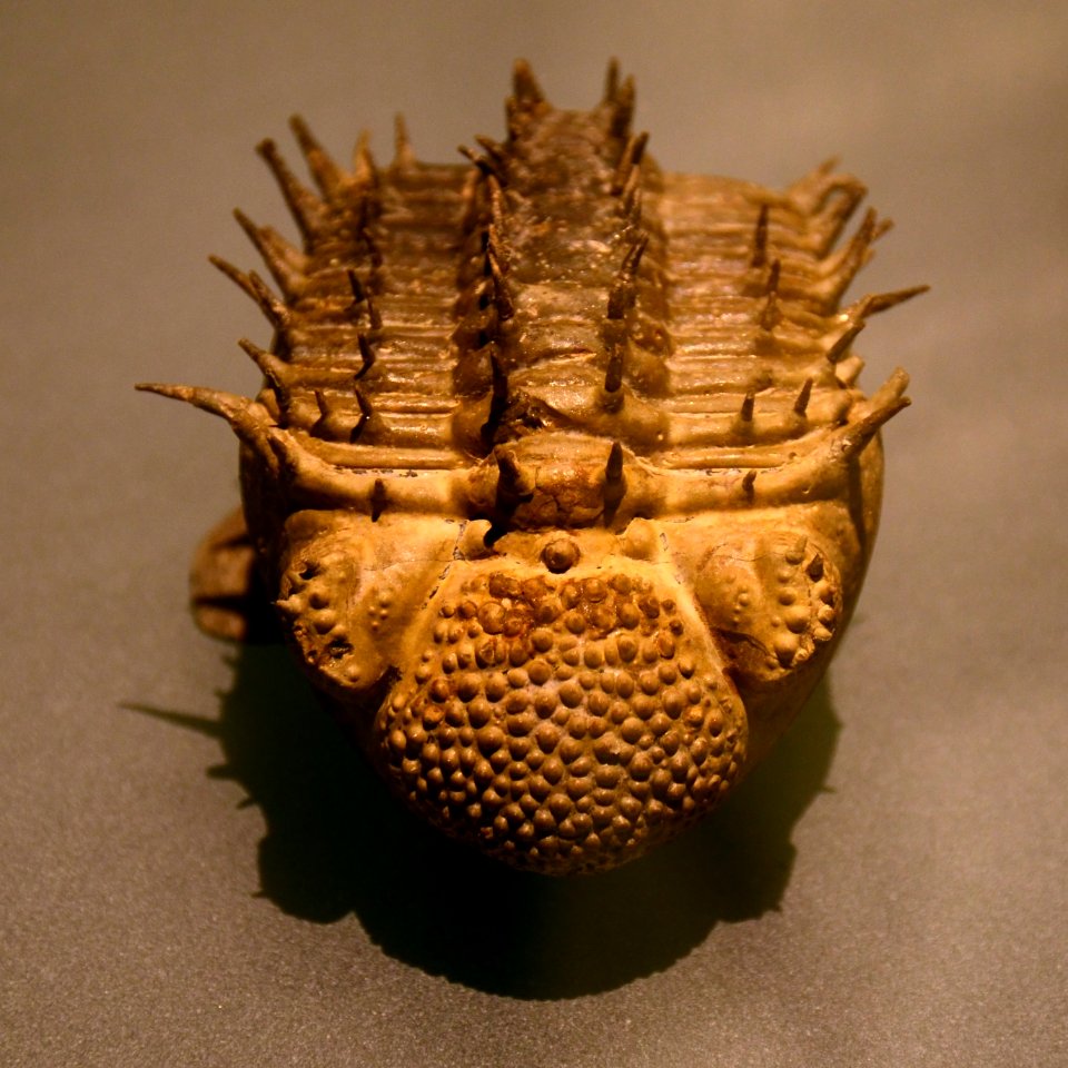 Drotops armatus Musée des Confluences 18102015 1