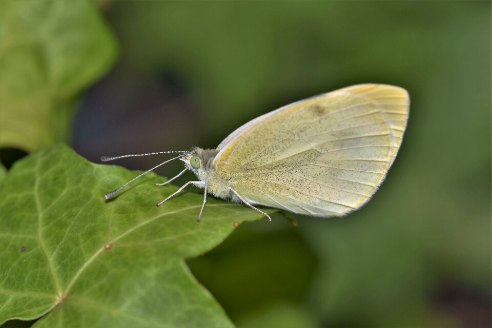 Animal nature yellow