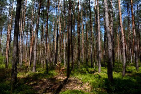 Dresdner Heide Kiefernwald