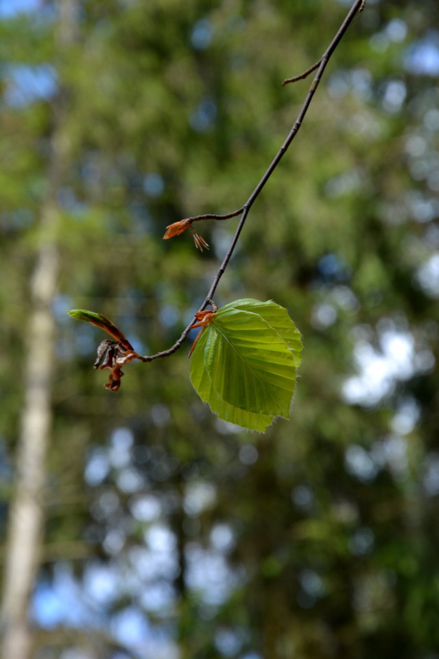 Dresdner Heide Buchenblätter
