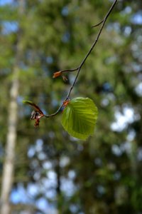 Dresdner Heide Buchenblätter