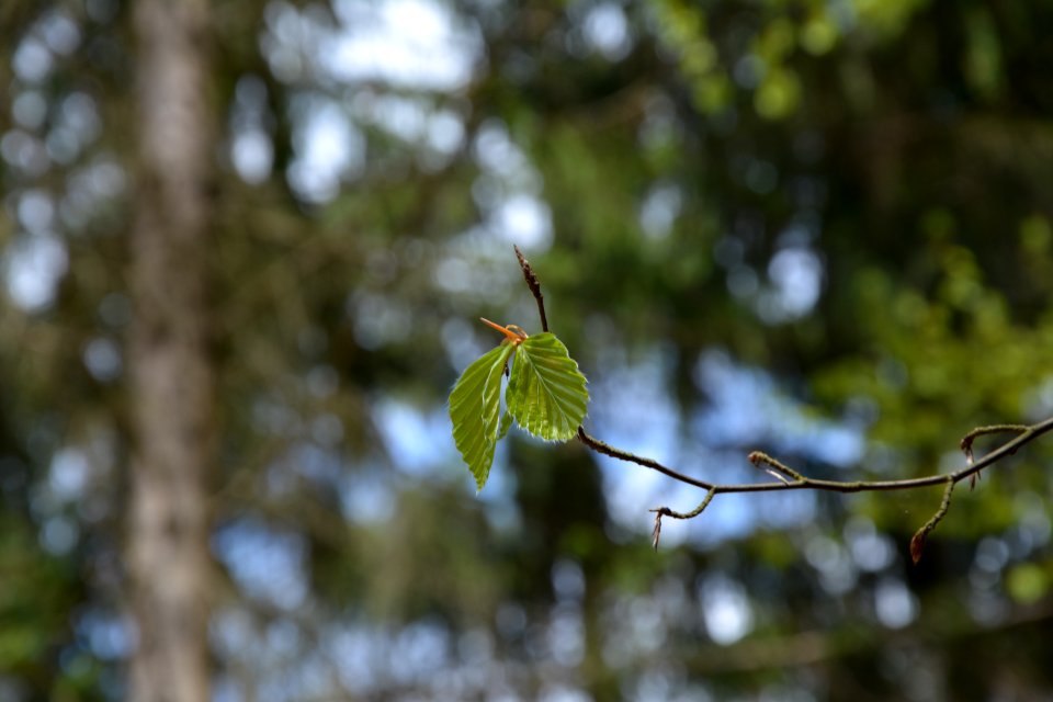 Dresdner Heide Buchenblätter (2)